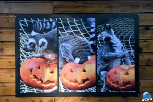 Halloween - Zoo de Lille - 2021 - 33