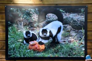Halloween - Zoo de Lille - 2021 - 34