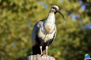 Halloween - Zoo de Lille - 2021 - 37