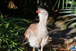 Halloween - Zoo de Lille - 2021 - 38