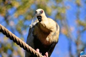 Halloween - Zoo de Lille - 2021 - 40