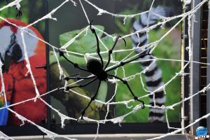 Halloween au Zoo de Lille - 2020