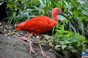 Halloween - Zoo de Lille - 2020 - 34