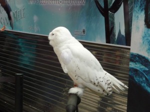 trainsuite_7_20090723_1219402112
