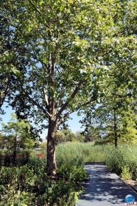 Jardin des Géants 2020 - 03