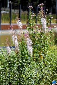 Jardin des Géants 2020 - 19