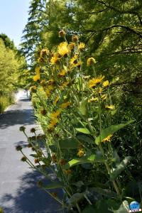 Jardin des Géants 2020 - 20