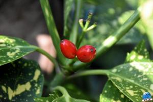 Jardin des Plantes - 35