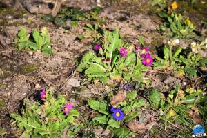 Jardin des Plantes - 36