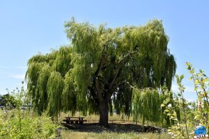 Jardins de la Basse-Deûle - 12