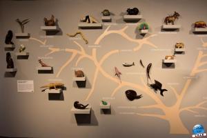 Musée d'Histoire Naturelle de Lille 2019 - 30