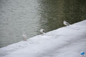 Neige Lille - Décembre 2017 - 50