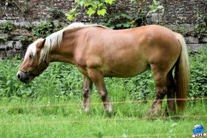 Moutons, chèvres & cheval - 04