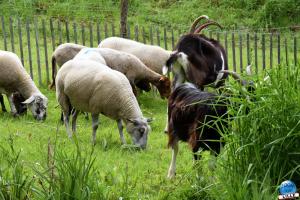 Moutons, chèvres & cheval - 31