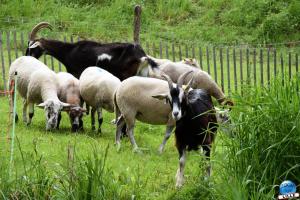Moutons et Chèvres dans le Parc de la Citadelle de Lille