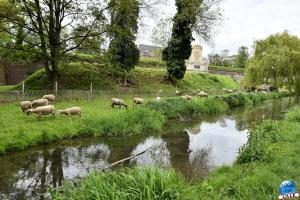 Moutons, chèvres & cheval - 35