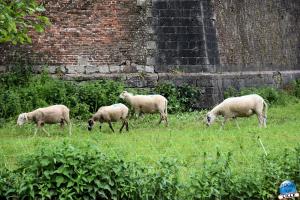 Moutons, chèvres & cheval - 37