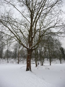Neige à Lille 48