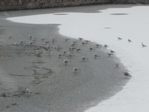 Neige à Lille 312
