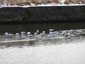 Neige à Lille 145