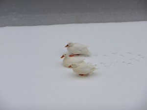 Neige à Lille 104
