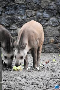 Pairi Daiza - Noël 2019 - 06