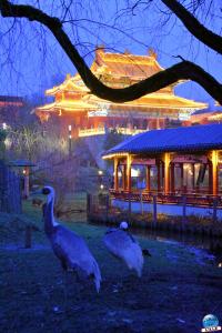 Pairi Daiza - Noël 2019 - 134