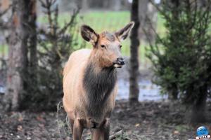 Pairi Daiza - Noël 2019 - 14