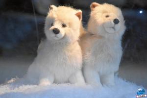 Pairi Daiza - Noël 2019 - 34