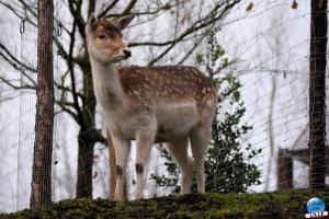 Pairi Daiza - Noël 2019 - 36