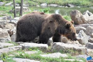 Pairi Daiza - Été 2020 - 05