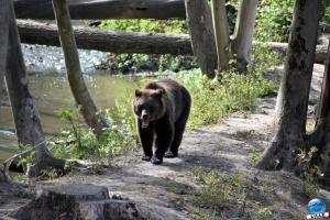 Pairi Daiza - Été 2020 - 10