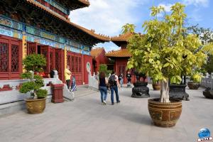 Pairi Daiza - Été 2020 - 116