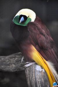 Pairi Daiza - Été 2020 - 125
