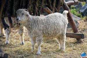 Pairi Daiza - Été 2020 - 133