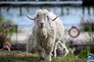 Pairi Daiza - Été 2020 - 134