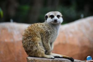 Pairi Daiza - Été 2020 - 142