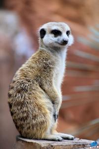 Pairi Daiza - Été 2020 - 144