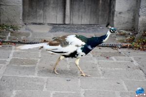 Pairi Daiza - Été 2020 - 147
