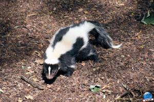 Pairi Daiza - Été 2020 - 29