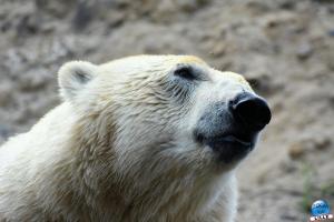 Pairi Daiza - Été 2020 - 32