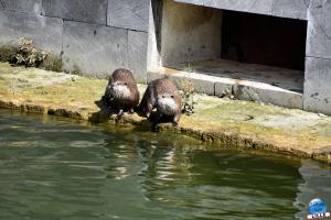 Pairi Daiza - Été 2020 - 47