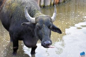 Pairi Daiza - Été 2020 - 70