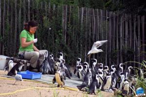 Pairi Daiza - Été 2020 - 82