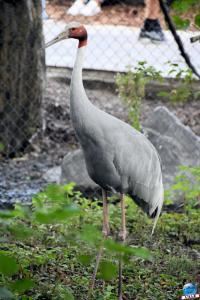 Pairi Daiza - Été 2020 - 93
