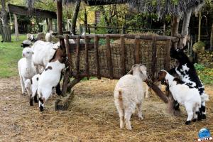Pairi Daiza - Halloween 2021 - 07