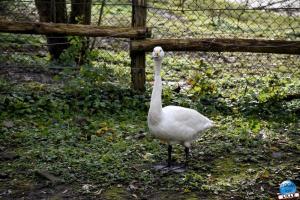 Pairi Daiza - Halloween 2021 - 08