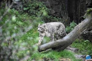 Pairi Daiza - Halloween 2021 - 101