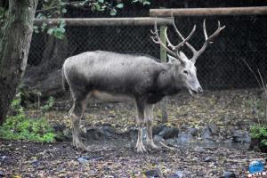 Pairi Daiza - Halloween 2021 - 103