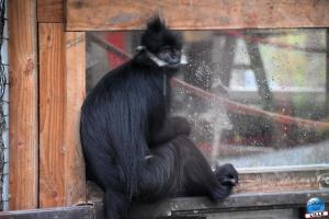 Pairi Daiza - Halloween 2021 - 105